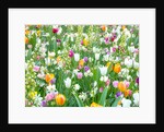 Colorful Tulip flowers by Assaf Frank